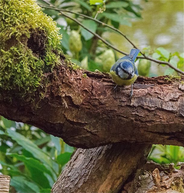 A blue tit perched on a moss covered branch