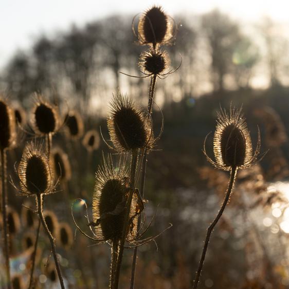 Dried thistle heads outdoors in front of a lake in winter sunshine.