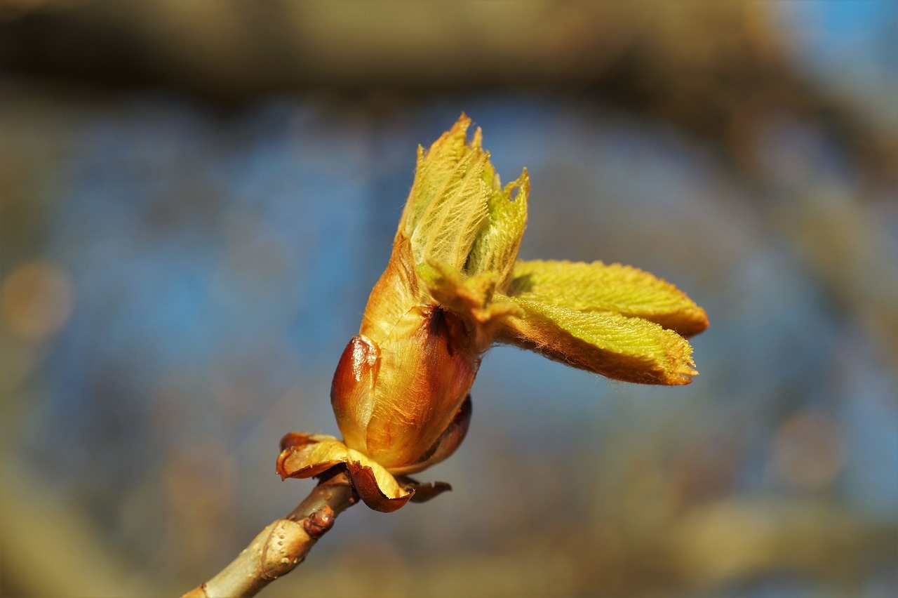 A close up of a chestnut bud
