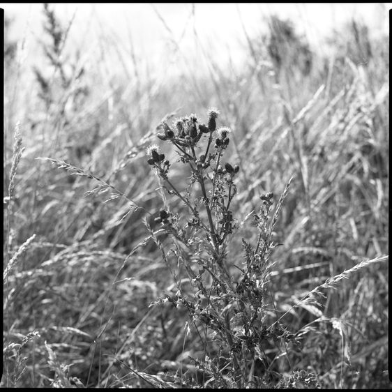 A black and white image of wildflowers