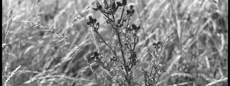 A black and white image of wildflowers
