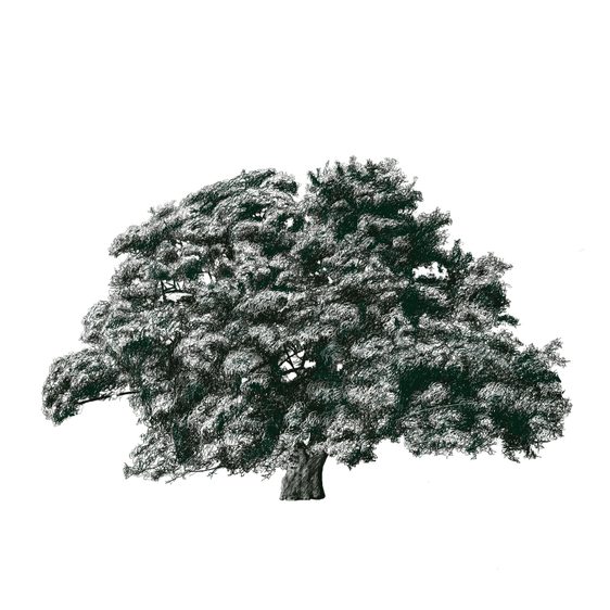 Illustration of a veteran field maple tree