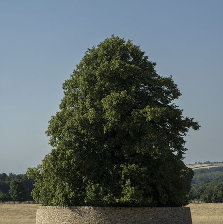 A large, lush green tree stands alone atop a circular stone base in a vast, dry field. The clear blue sky above contrasts with the vibrant foliage, creating a serene and picturesque landscape.