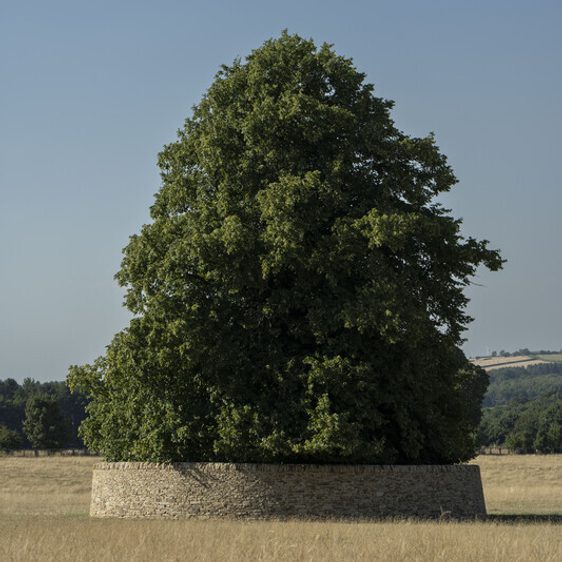 A large, lush green tree stands alone atop a circular stone base in a vast, dry field. The clear blue sky above contrasts with the vibrant foliage, creating a serene and picturesque landscape.