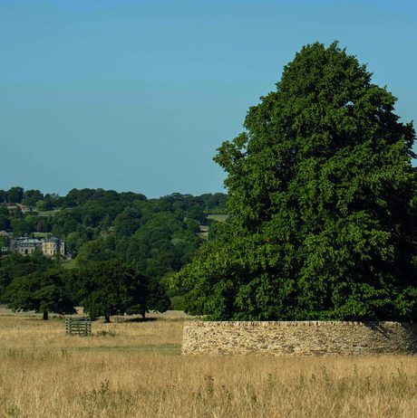A large, lush green tree stands atop a circular stone base in a golden field. In the background, a grand house is nestled among rolling hills and trees under a clear blue sky, creating a serene rural landscape.
