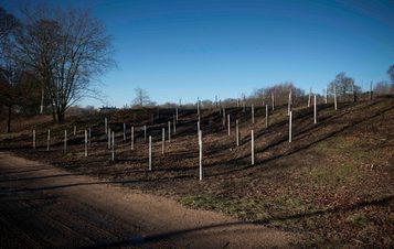 Rows of silver birch saplings in a square formation