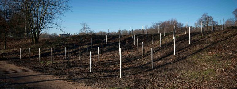 Rows of silver birch saplings in a square formation