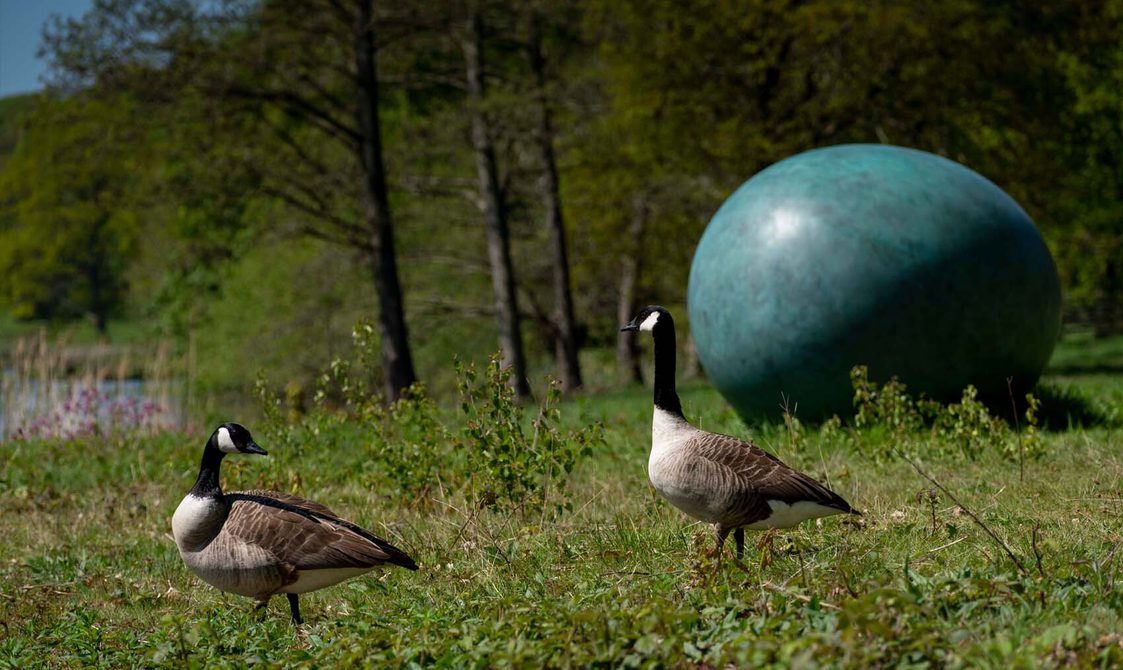 Two Canada geese standing near to a large green egg shaped sculpture next to a lake.