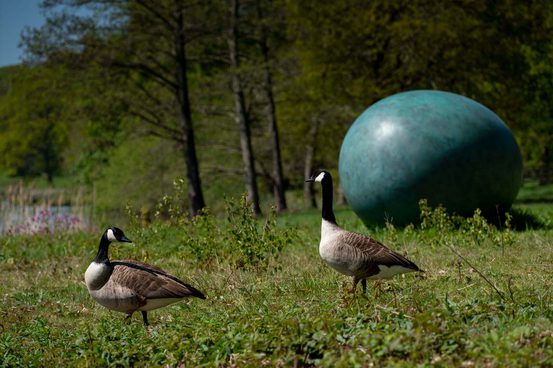 Two Canada geese standing near to a large green egg shaped sculpture next to a lake.