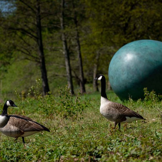 Two Canada geese standing near to a large green egg shaped sculpture next to a lake.