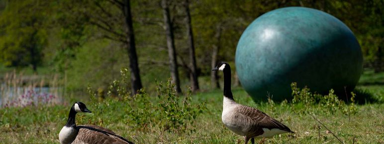 Two Canada geese standing near to a large green egg shaped sculpture next to a lake.
