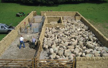A dry stone wall sheep fold enclosure full of sheep