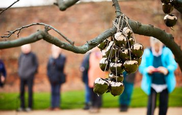 People taking photos of golden appled hanging from a branch