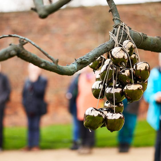 People taking photos of golden appled hanging from a branch