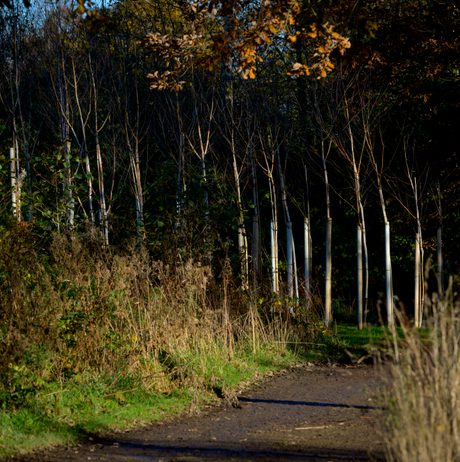 Rows of silver birch saplings in a square formation