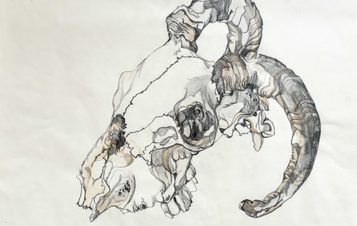 A child's pencil drawing of a ram skull