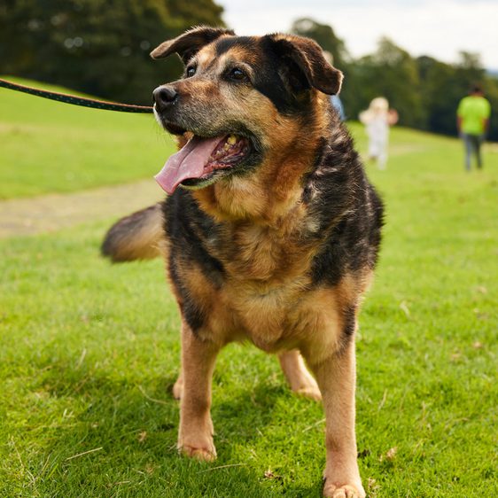 A German Shepherd dog on a lead in the country park