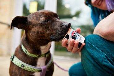 A brindle staffy wearing a green harness, eating a dog ice cream