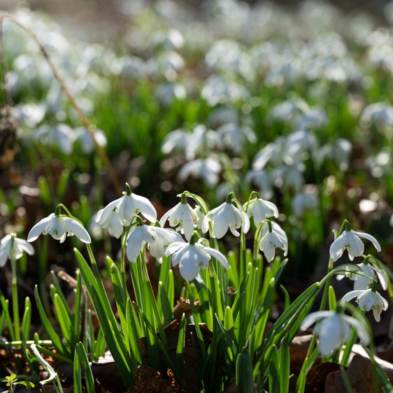 A carpet of snowdrops in spring sunshine.