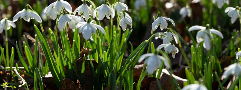 A carpet of snowdrops in spring sunshine.