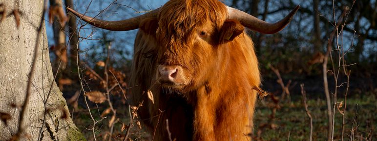 A highland cow with large horns standing in woodland next to a lake