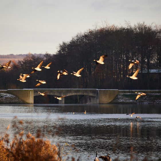 A flock of geese flying over a lake at sunset