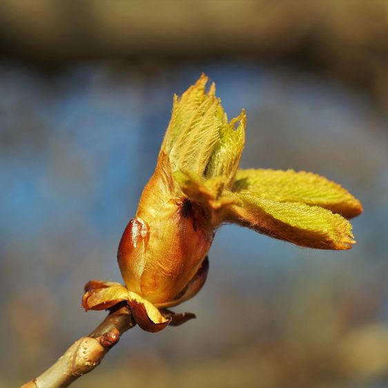 A close up of a chestnut bud