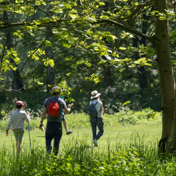 People framed by trees and long grass walking in the country park.