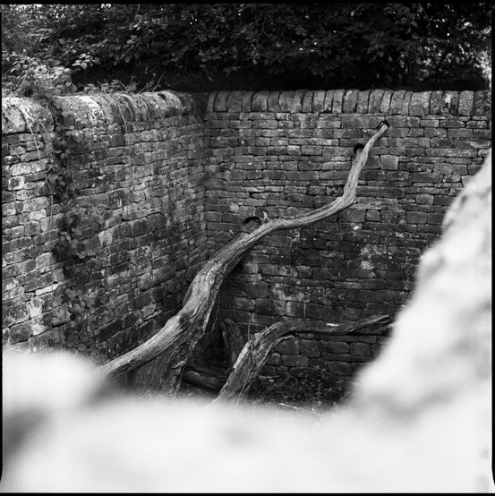 A black and white image of a tree branch suspended across a void surrounded by dry stone walls.