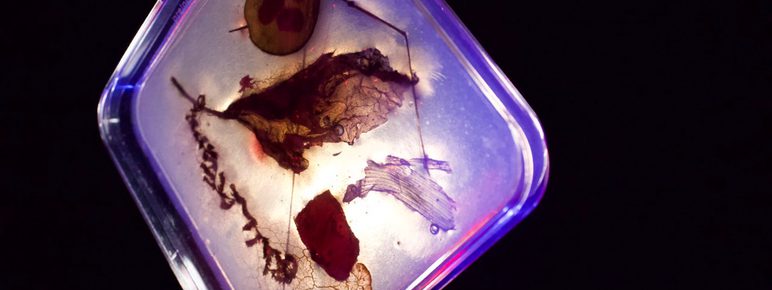 An illuminated scientific tray with pieces of leaves and other organic matter.