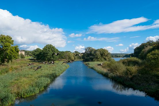 A folck of geese flying over a lake surrounded by green foliage