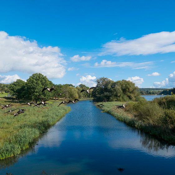 A folck of geese flying over a lake surrounded by green foliage