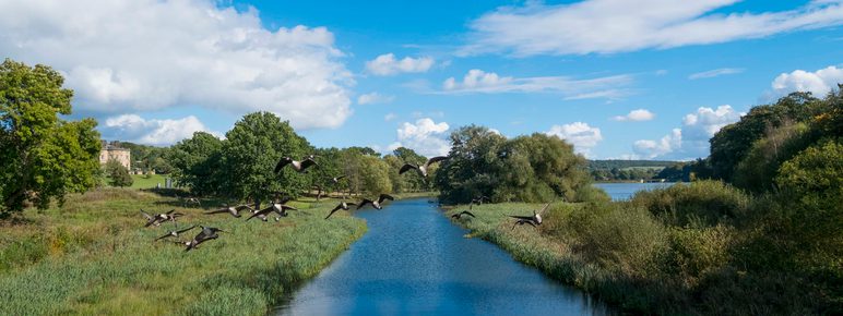 A folck of geese flying over a lake surrounded by green foliage