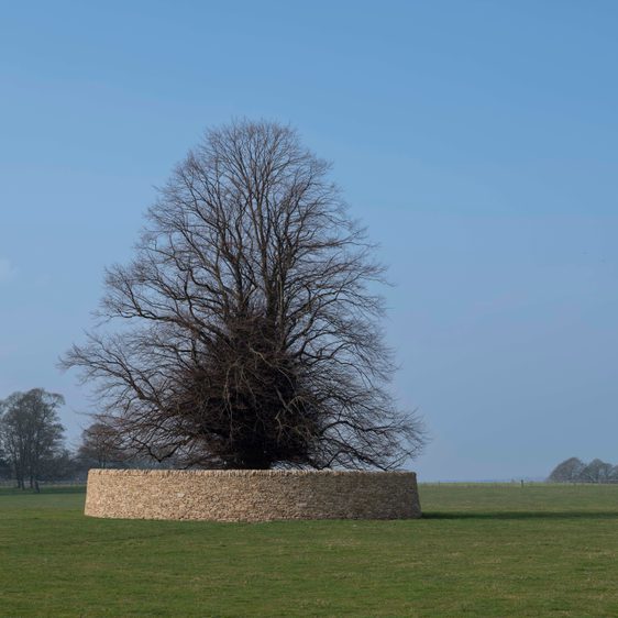 A large tree, enclosed by a circular dry stone wall