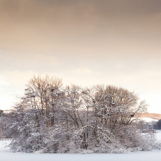 An island in a lake filled with trees and covered in snow.