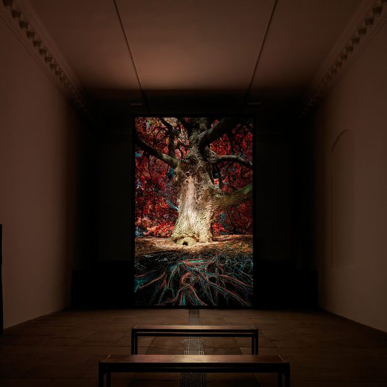 A digital projection of an oak tree in a darkened gallery space.