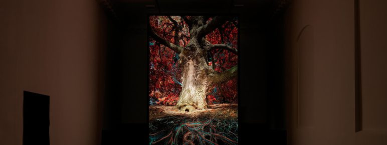 A digital projection of an oak tree in a darkened gallery space.