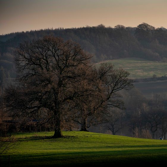 A serene landscape featuring a large, bare tree on a grassy hill. In the distance, rolling hills are visible under a soft, muted sky. Two figures walk along a path, enjoying the tranquil scenery of nature in the early evening light.