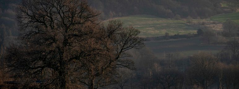 A serene landscape featuring a large, bare tree on a grassy hill. In the distance, rolling hills are visible under a soft, muted sky. Two figures walk along a path, enjoying the tranquil scenery of nature in the early evening light.