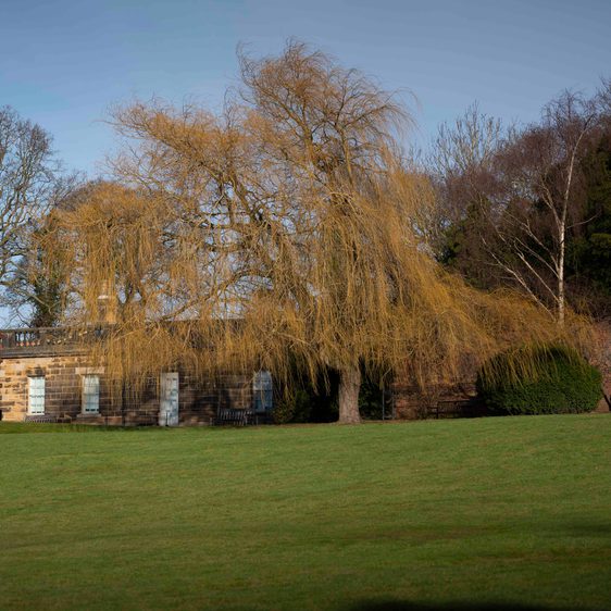 A weeping willow tree in front of a low stone building