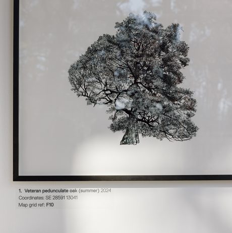 A framed illustration of a tree