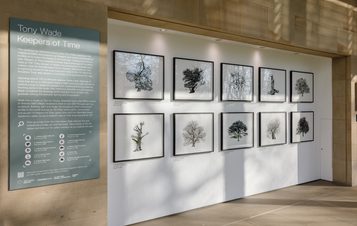 An alcove displaying 10 framed illustrations of trees in rows. An interpretation panel is displayed on the wall next to the works.