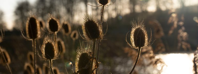 Dried thistle heads outdoors in front of a lake in winter sunshine.