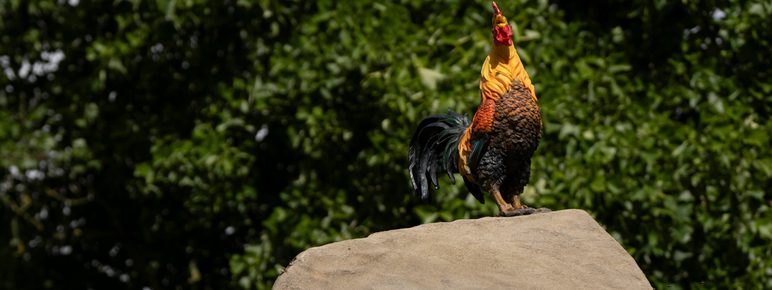 Detail of a sculpture depicting a stack of boulders with a life-sized chicken perched on the top, displayed outdoors.