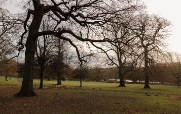 A serene park scene featuring bare trees with sprawling branches. In the foreground, a grassy area is dotted with a flock of geese. The background reveals a tranquil lake, with soft light illuminating the landscape on a calm day.