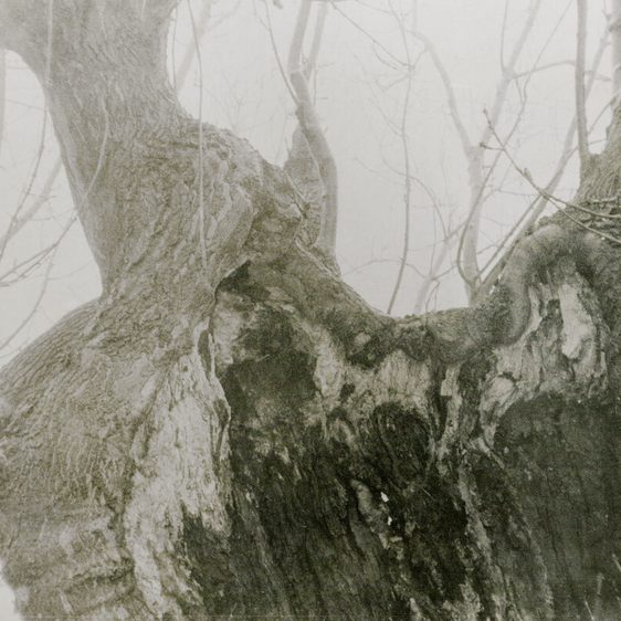 A monochrome photograph depicting a gnarled, mature tree trunk with extensive root structure. The branches are bare and shrouded in mist, creating a textured and atmospheric scene.