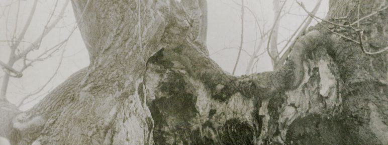 A monochrome photograph depicting a gnarled, mature tree trunk with extensive root structure. The branches are bare and shrouded in mist, creating a textured and atmospheric scene.