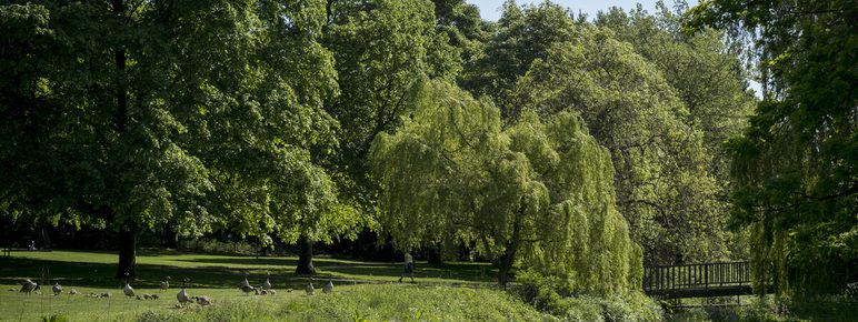 A serene park scene featuring lush green trees and a gentle stream. A small wooden bridge crosses the water, while a person walks in the distance. Geese are scattered across the grassy area, enjoying the sunny day amidst vibrant foliage.