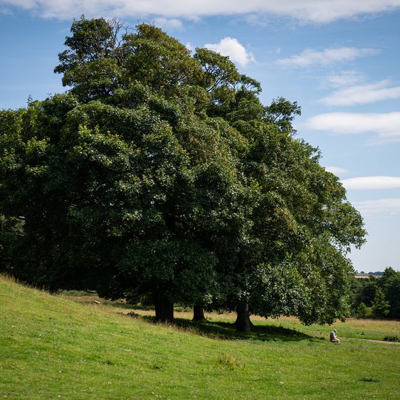 A lush green field features three large trees on the left, casting shadows on the grass. In the distance, a person sits quietly, enjoying the serene landscape under a bright blue sky with scattered clouds.