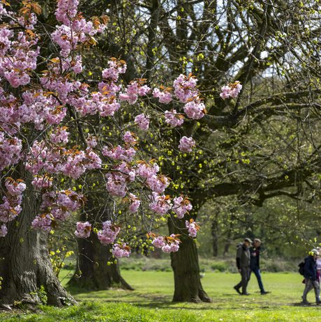 In a lush park, vibrant pink cherry blossom trees stand out against a backdrop of bare branches. A group of four people strolls leisurely along a grassy path, enjoying the serene spring atmosphere.